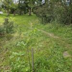 Kalenderjahr 2023 - Unsere Bäume, welche im Frühjahr gepflanzt wurden, gedeihen.