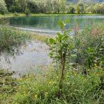 Kalenderjahr 2023 - Unsere Bäume, welche im Frühjahr gepflanzt wurden, gedeihen.