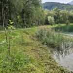 Kalenderjahr 2023 - Unsere Bäume, welche im Frühjahr gepflanzt wurden, gedeihen.