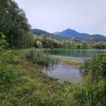 Jungpflanzen / Jungbäume wachsen prächtig - Kalenderjahr 2024