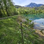 Jungpflanzen / Jungbäume wachsen prächtig - Kalenderjahr 2024