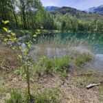 Jungpflanzen / Jungbäume wachsen prächtig - Kalenderjahr 2024