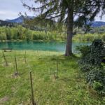 Jungpflanzen / Jungbäume wachsen prächtig - Kalenderjahr 2023